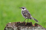 Galapagos Mockingbird